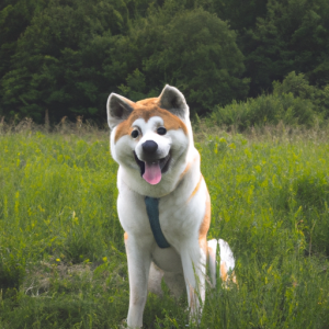 Al wat je moet weten over de Akita Hondenras