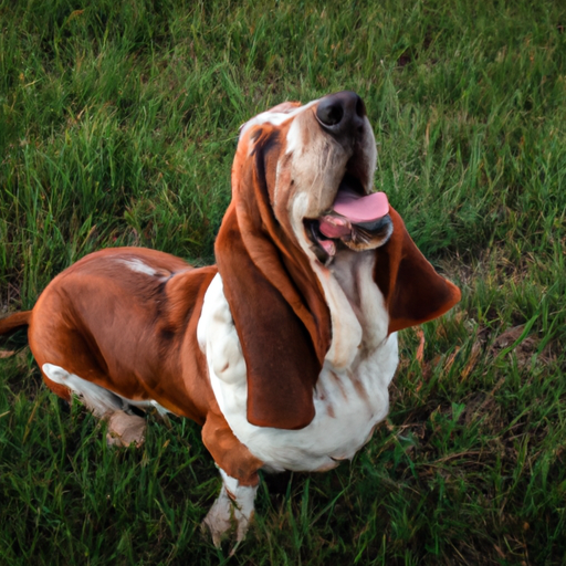 Alles wat u moet weten over Basset hound Dog Breed