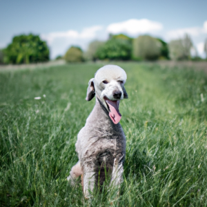 Alles wat je moet weten over het Bedlington Terriër hondenras