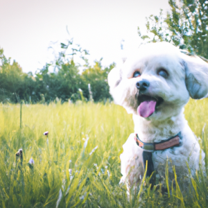 Alles wat je moet weten over de Bichon Frisé hondenras