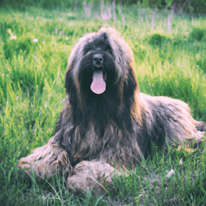 Alles wat je moet weten over de Briard hondenras