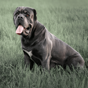 Alles wat u moet weten over de Cane corso hondenras