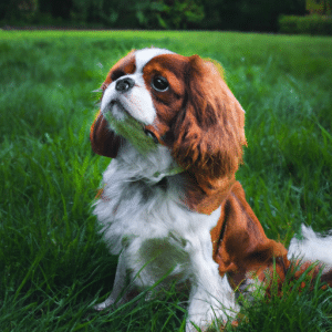 Alles wat u moet weten over de Cavalier King Charles Spaniël hondenras