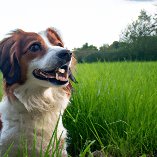 Alles wat je moet weten over de Nederlandse Kooikerhondje Dog Rasp