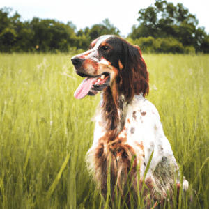 Alles wat je moet weten over Ierse Setter Hondenras