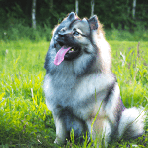 Alles wat u moet weten over de Keeshond Hondenras