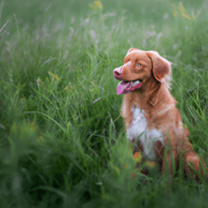 Alles wat je moet weten over de Nova Scotia Duck Tolling Retriever Hondenras