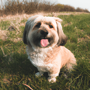 Alles wat je moet weten over het ras poedel (Poodle)