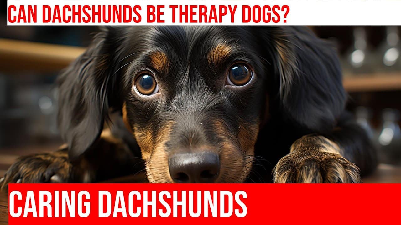 Therapiehonden Opleiden: Basiscursus voor een Dachsund