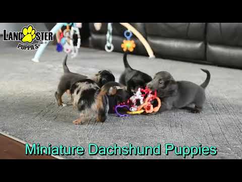 Lustige Mini Dashond Puppy’s: Een Heerlijke Portie Liefde