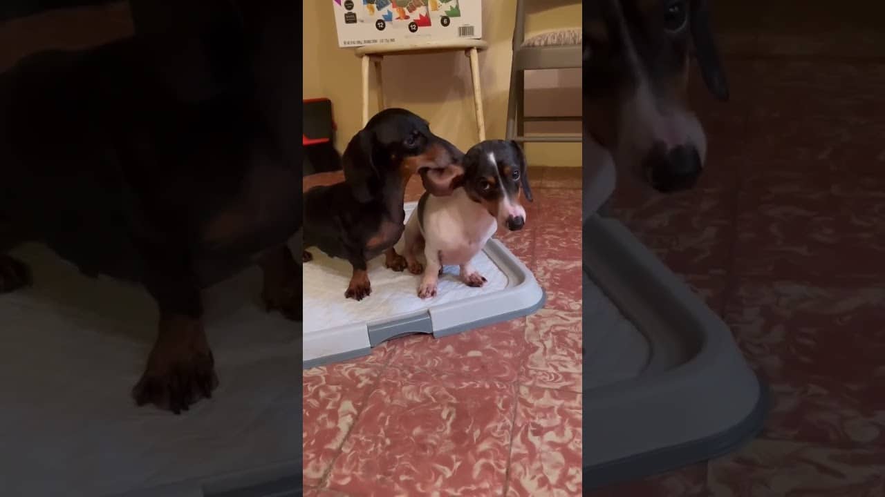 Schattige Dachshund Doet de Moeite Waard Dingen!