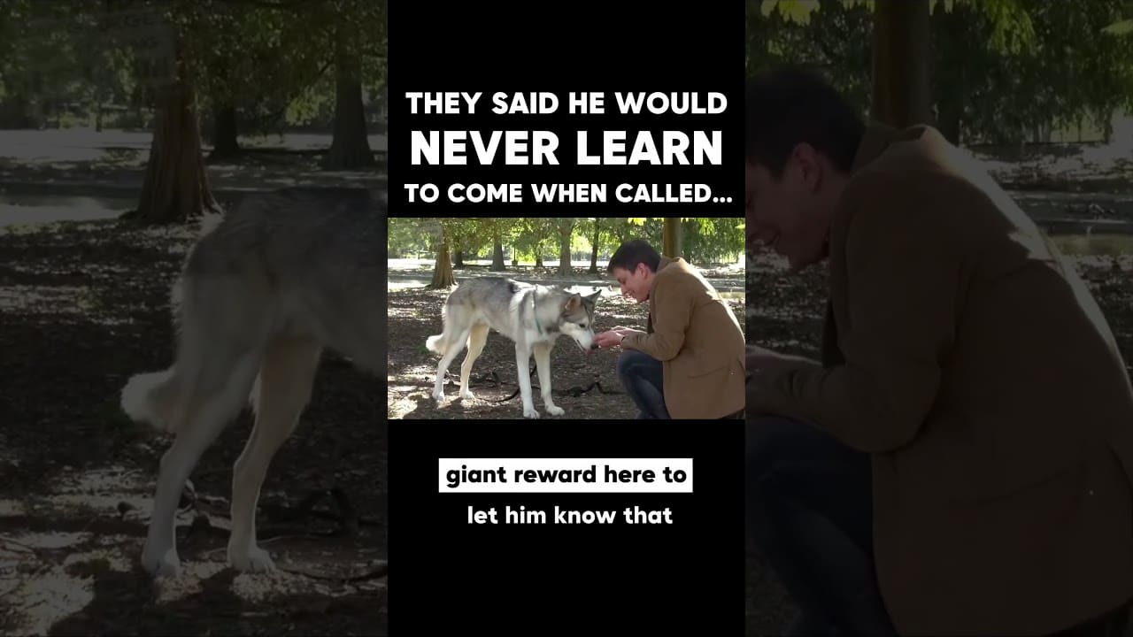 Leer Je Hond AFKOMEN: Tips voor Hondenbezitters