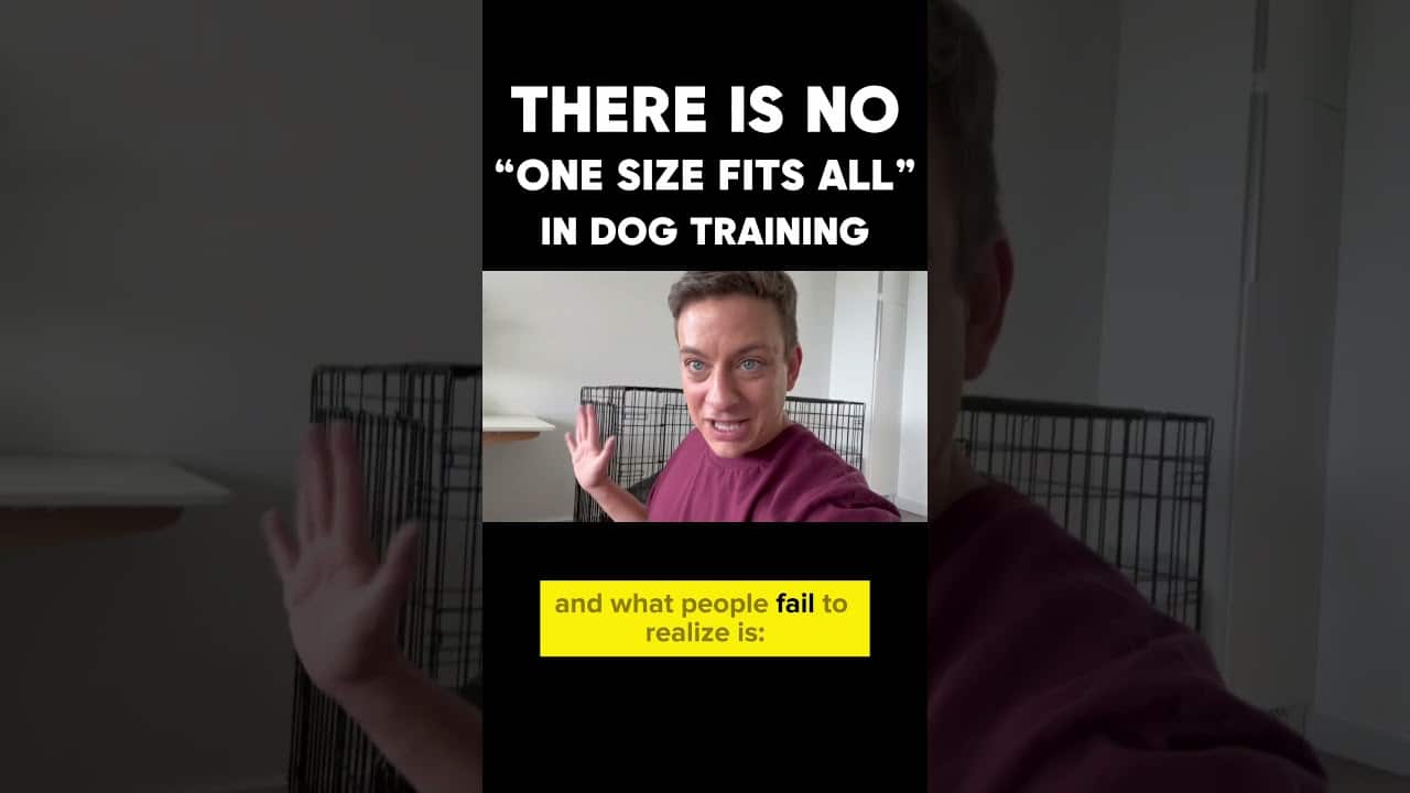 In deze video leert u hoe u veilig en effectief hun honden kunt trainen: Hoe Train Je Je Hond: Effectieve Training voor Iedere Hond