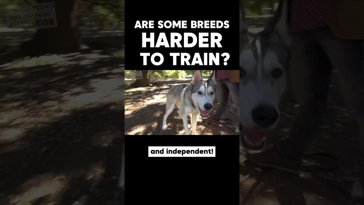 “Trainingsmoeilijkheden bij verschillende hondenrassen 🐾”