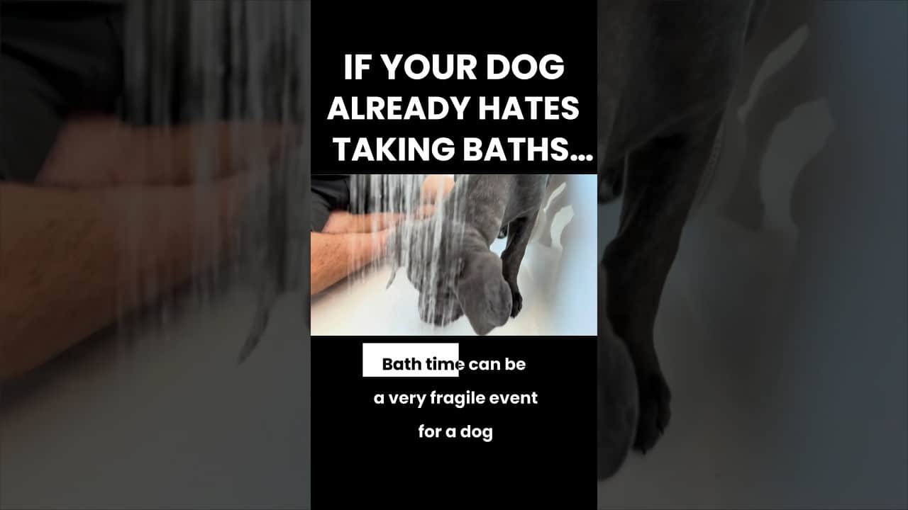 “Help je hond genieten van een bad” 
(translation: “Help your dog enjoy bath time”)